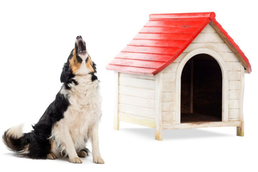 Doghouse