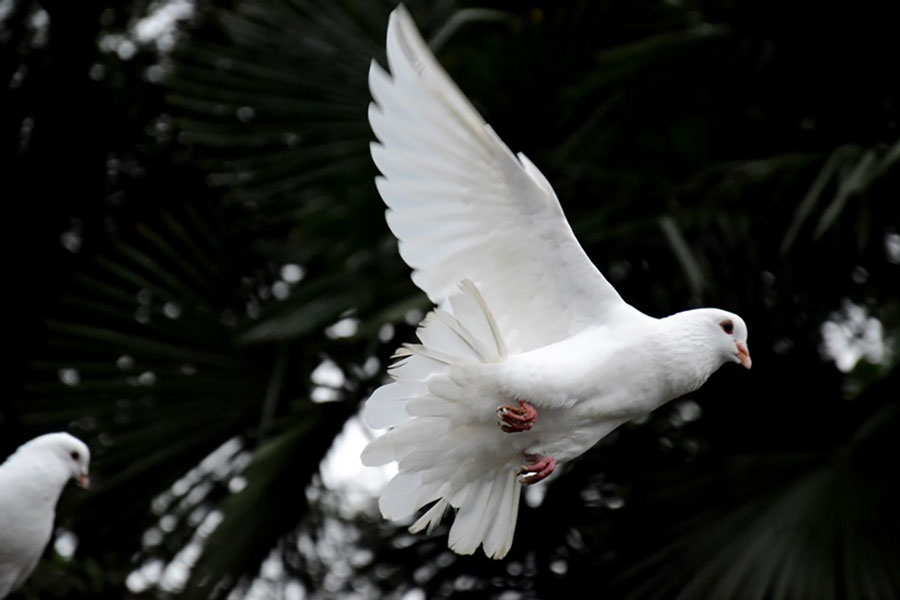 Doves Flying