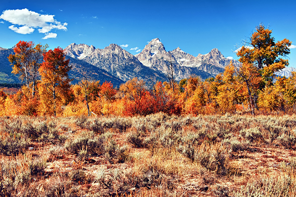jackson hole