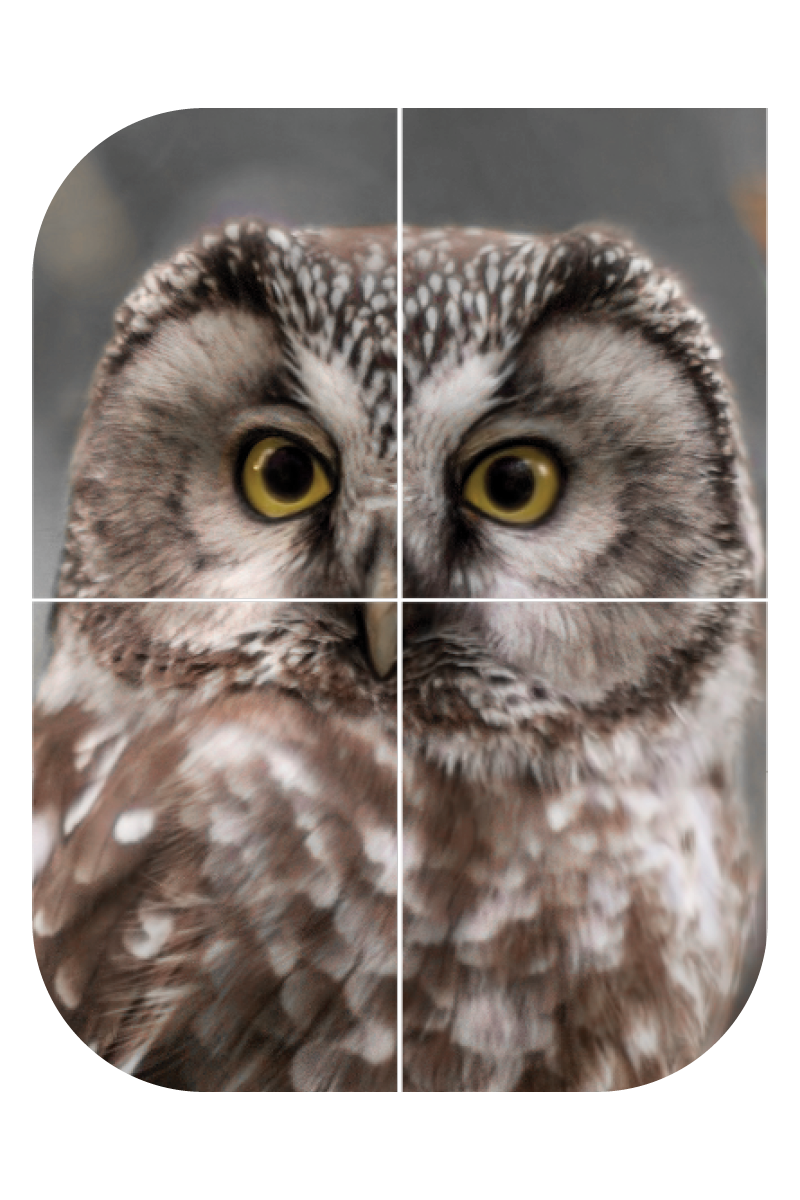 spotlight-owl-600x900